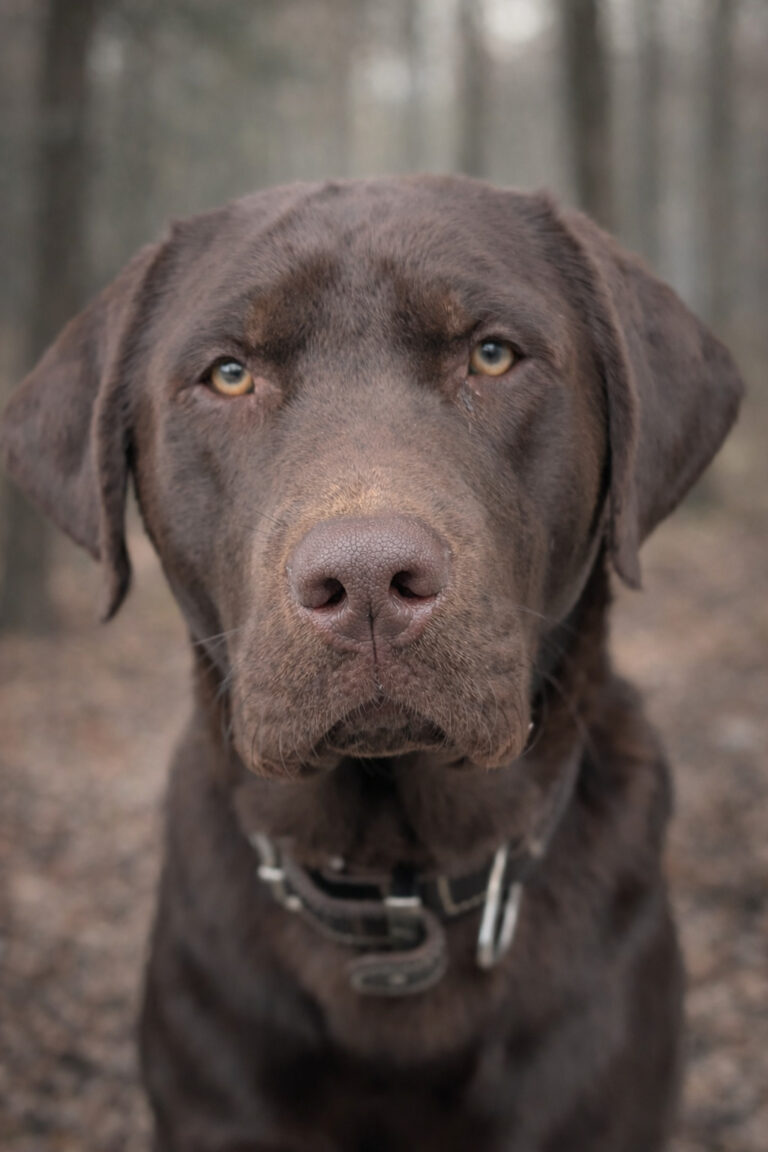 Brauner Labrador Deckrüde Mailo als Portraitaufnahme