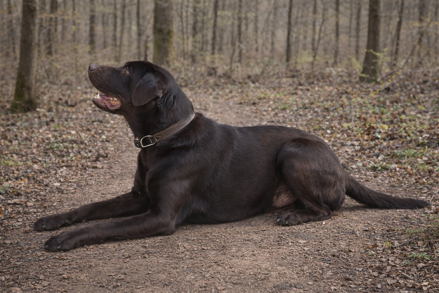Zuchttauglicher Labrador Deckrüde Mailo liegend im Wald