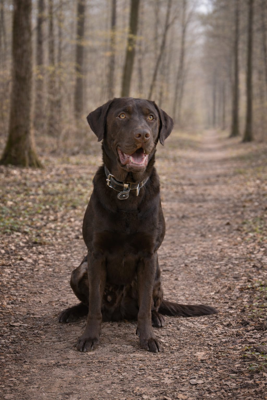 Labrador Deckrüde Mailo im Wald