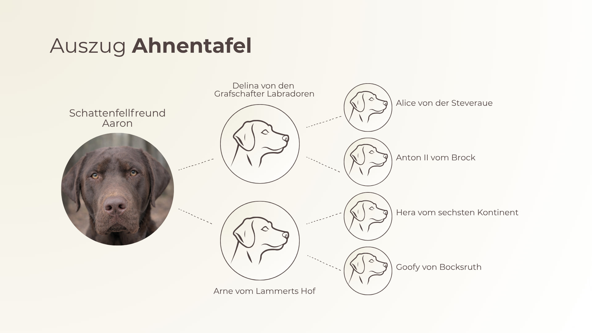 Stammbaum des Labrador Deckrüden Mailo