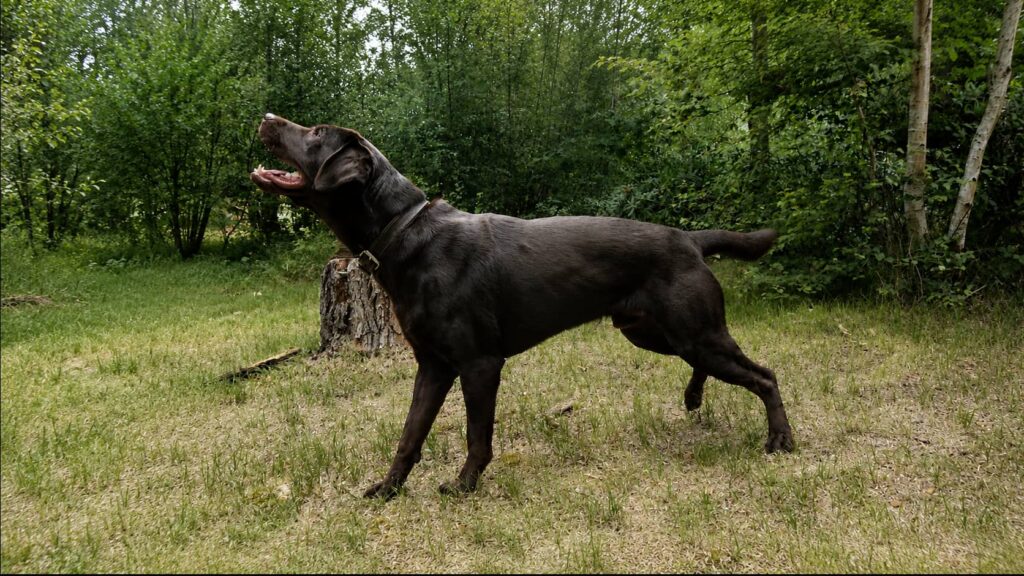 Labrador Deckrüde Mailo in braun steht mitten in der Natur.