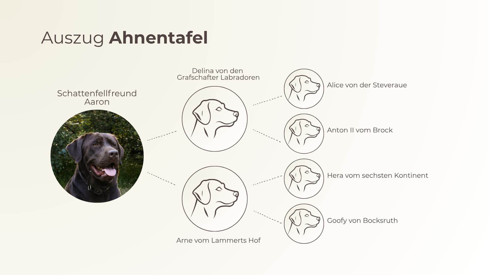 Stammbaum des Labrador Deckrüden Mailo