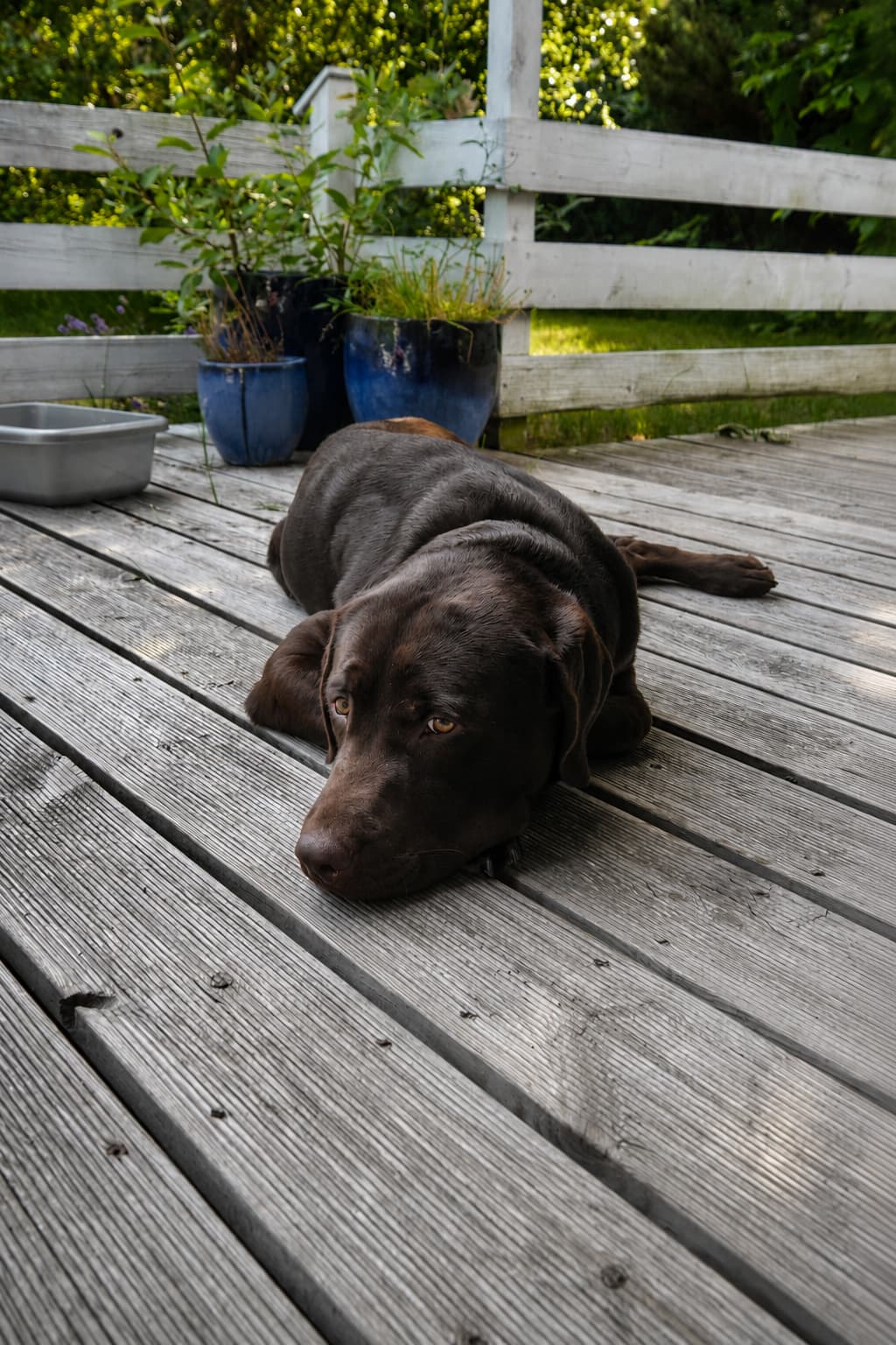 Zuchttauglicher Labrador Deckrüde Mailo liegend.