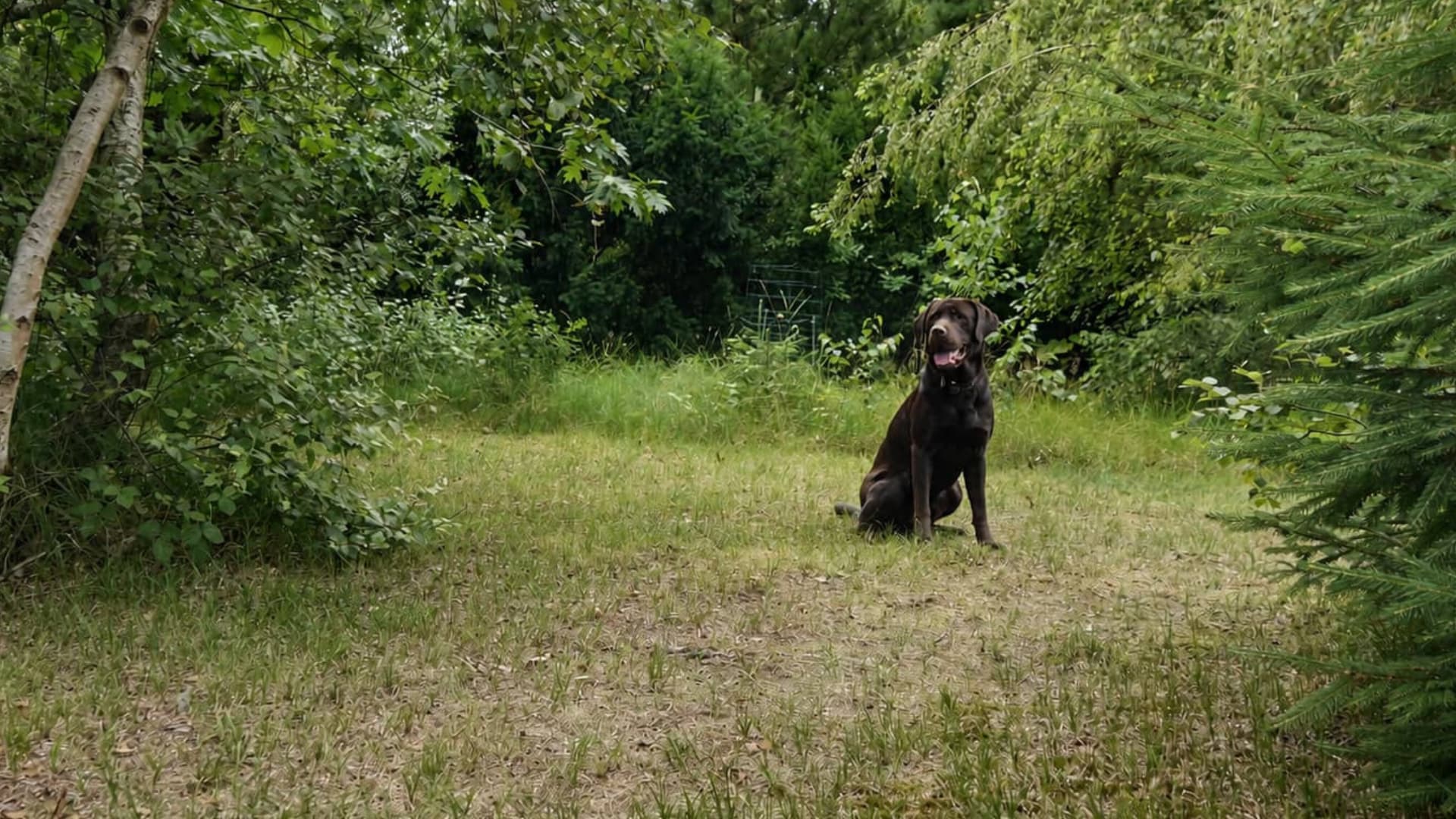 Brauner Labrador Deckrüde sitzt auf grüner Wiese.