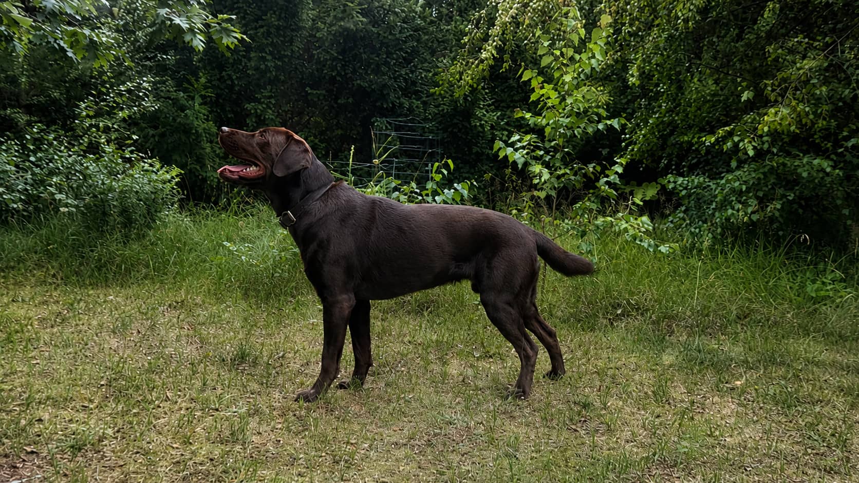 Labrador Deckrüde Mailo von der Seite.