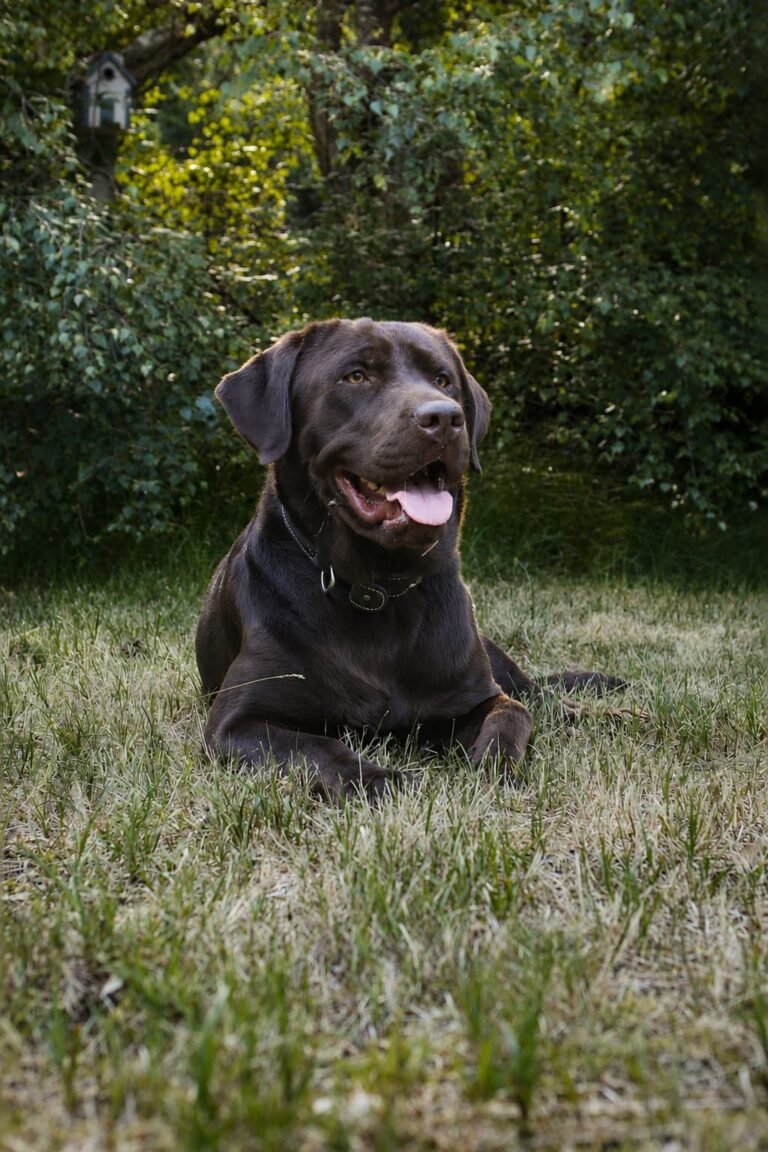 Labrador Deckrüde Mailo Portrait.