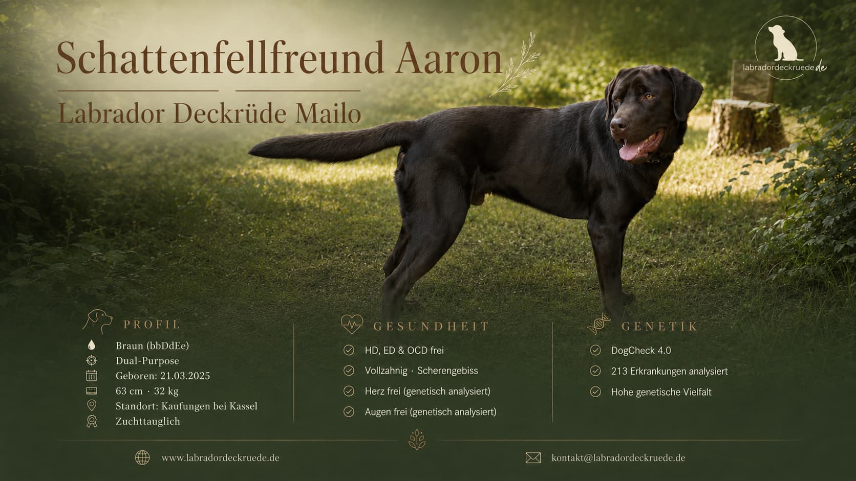 Labrador Deckrüde Mailo Schattenfellfreund Aaron, Banner.